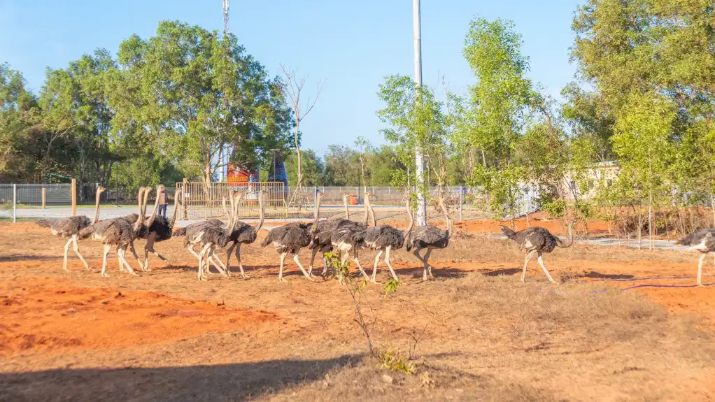 Safari Cafe Phan Thiết Bình Thuận