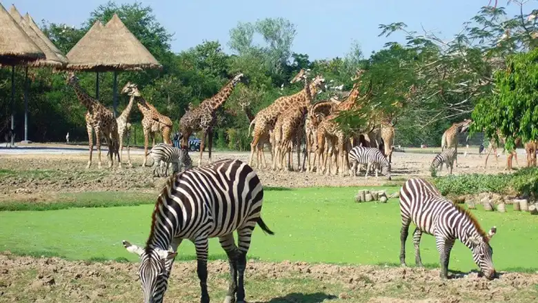 Safari Hồ Tràm