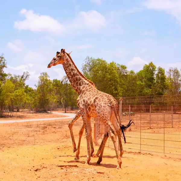 Safari Cafe Phan Thiết