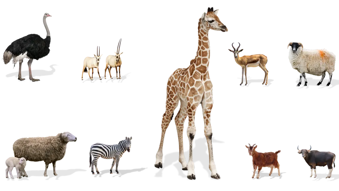 Safari Cafe Phan Thiết